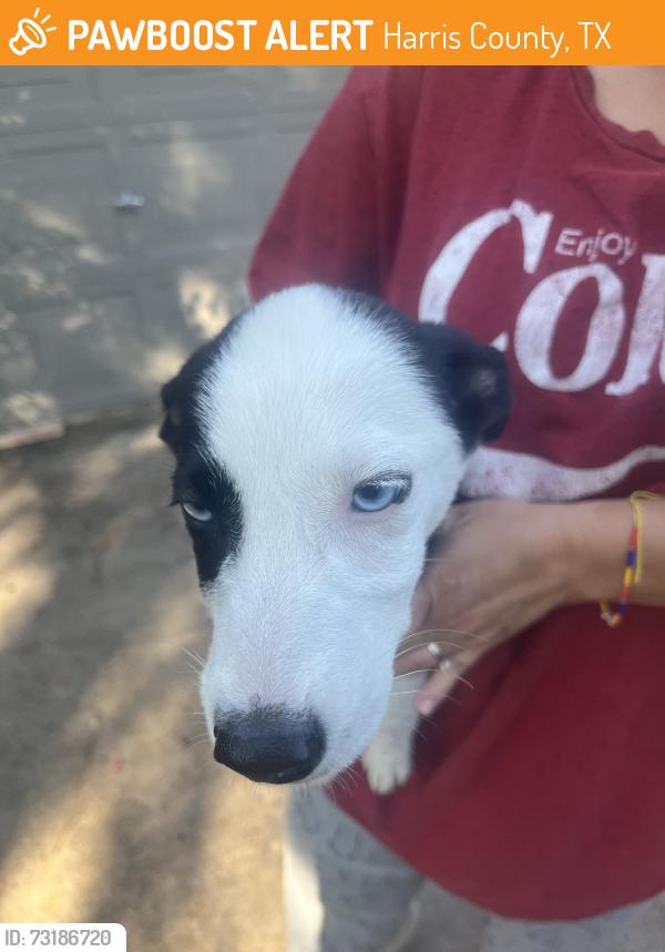 Found/Stray Female Dog last seen Willow forest, Harris County, TX 77375