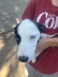 Found/Stray Female Dog last seen Willow forest, Harris County, TX 77375