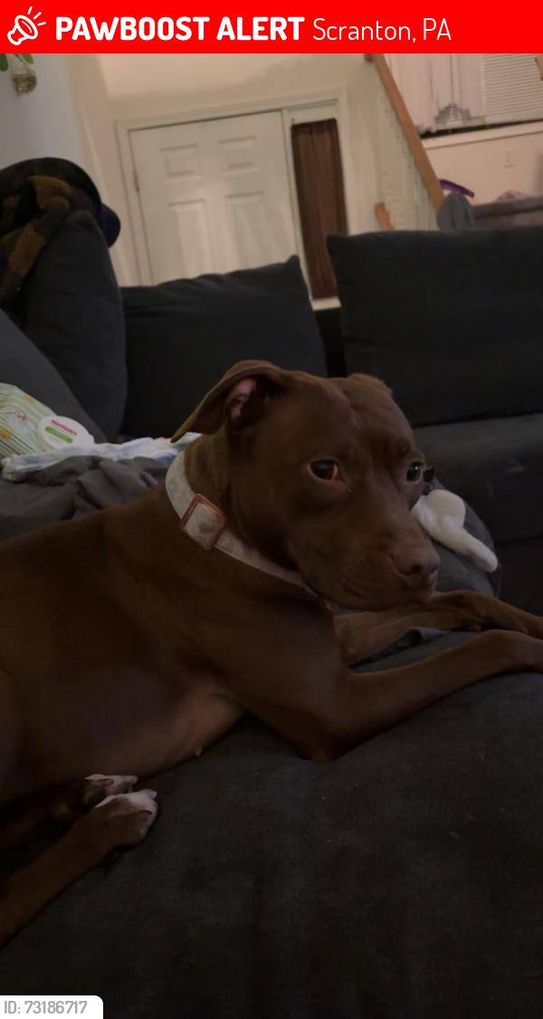 Lost Female Dog last seen Keyser Ave, Scranton, PA 18504