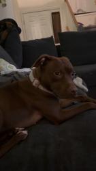Lost Female Dog last seen Keyser Ave, Scranton, PA 18504