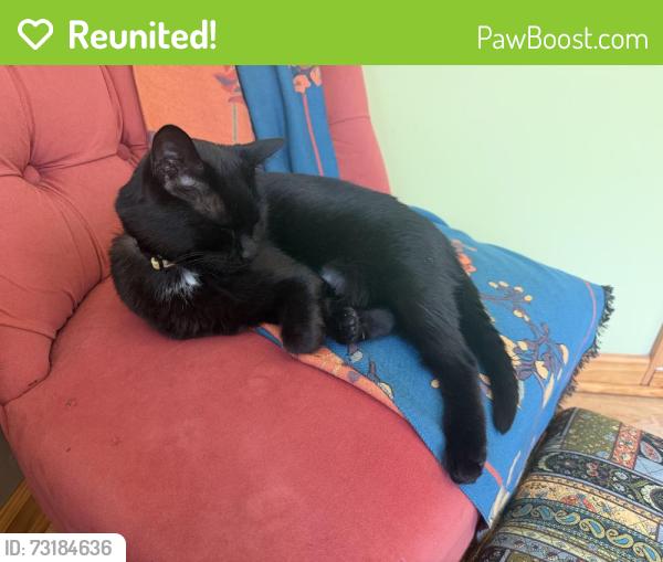 Reunited Female Cat last seen 218th and Lakeshore, Euclid, OH 44123