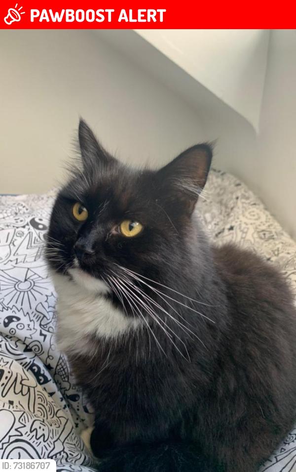 Lost Male Cat last seen Bramshott Road, Liss Road, Portsmouth, England PO4 8BD