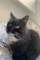 Lost Male Cat last seen Bramshott Road, Liss Road, Portsmouth, England PO4 8BD