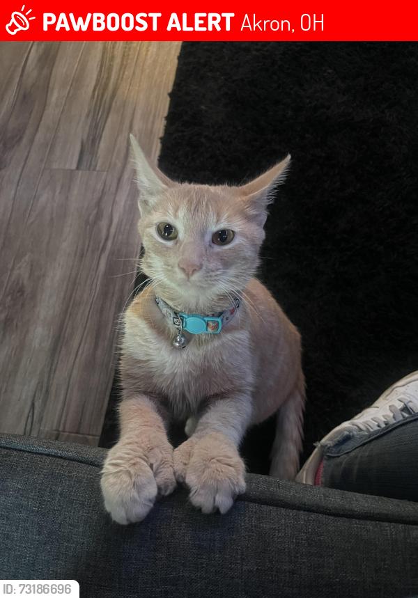 Lost Female Cat last seen Buchtel community learning center, Akron, OH 44320