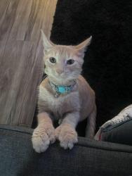 Lost Female Cat last seen Buchtel community learning center, Akron, OH 44320