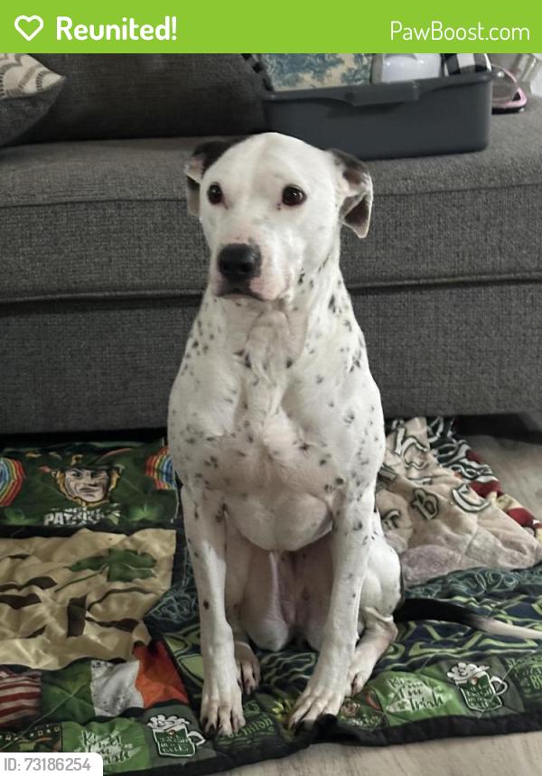 Reunited Female Dog last seen Near Cheynne lane, Powell, TN 37849