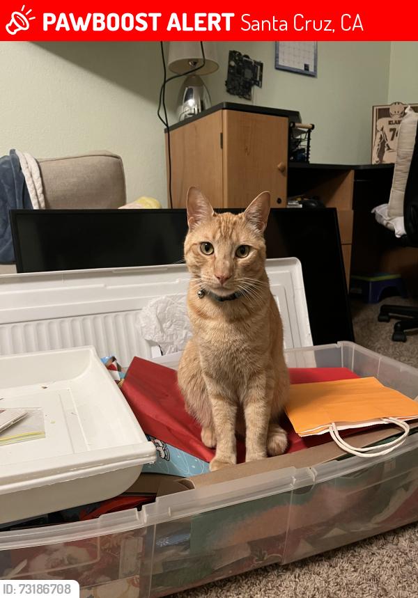 Lost Male Cat last seen Portola and Floral park, Santa Cruz, CA 95062