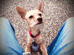Reunited Female Dog last seen Lakeview Circle, McKinney, TX 75072