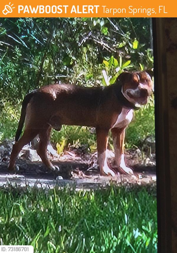 Found/Stray Male Dog last seen Jasmine Ave, Tarpon Springs, Tarpon Springs, FL 34689
