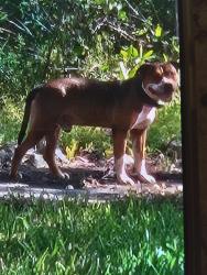 Found/Stray Male Dog last seen Jasmine Ave, Tarpon Springs, Tarpon Springs, FL 34689