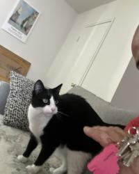 Lost Male Cat last seen Comly rd, Lincoln Park, NJ 07035