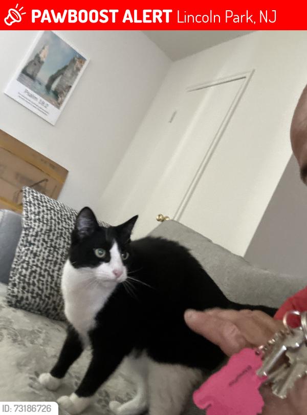 Lost Male Cat last seen Comly rd, Lincoln Park, NJ 07035