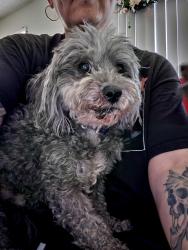 Reunited Male Dog last seen E. Ave K, Lancaster, CA 93535