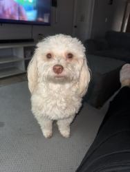 Lost Female Dog last seen 6th dr & sequoia, Phoenix, AZ 85027
