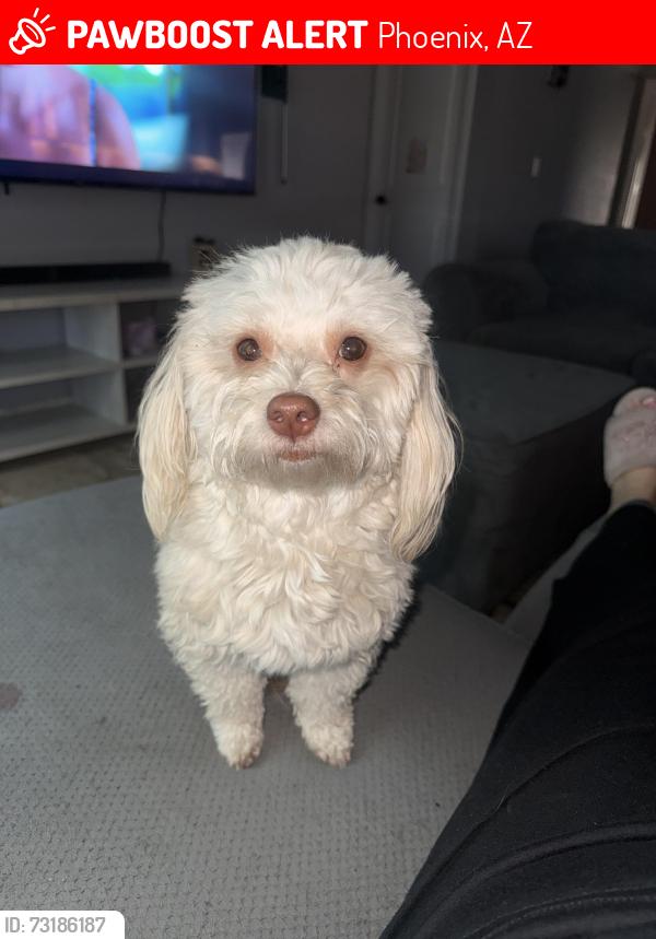 Lost Female Dog last seen 6th dr & sequoia, Phoenix, AZ 85027
