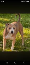 Lost Male Dog last seen N 23rd street, Louisville, KY 40212