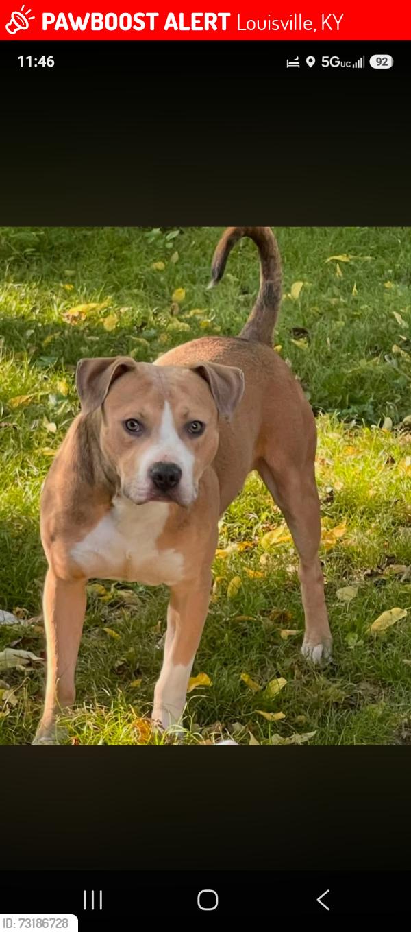 Lost Male Dog last seen N 23rd street, Louisville, KY 40212