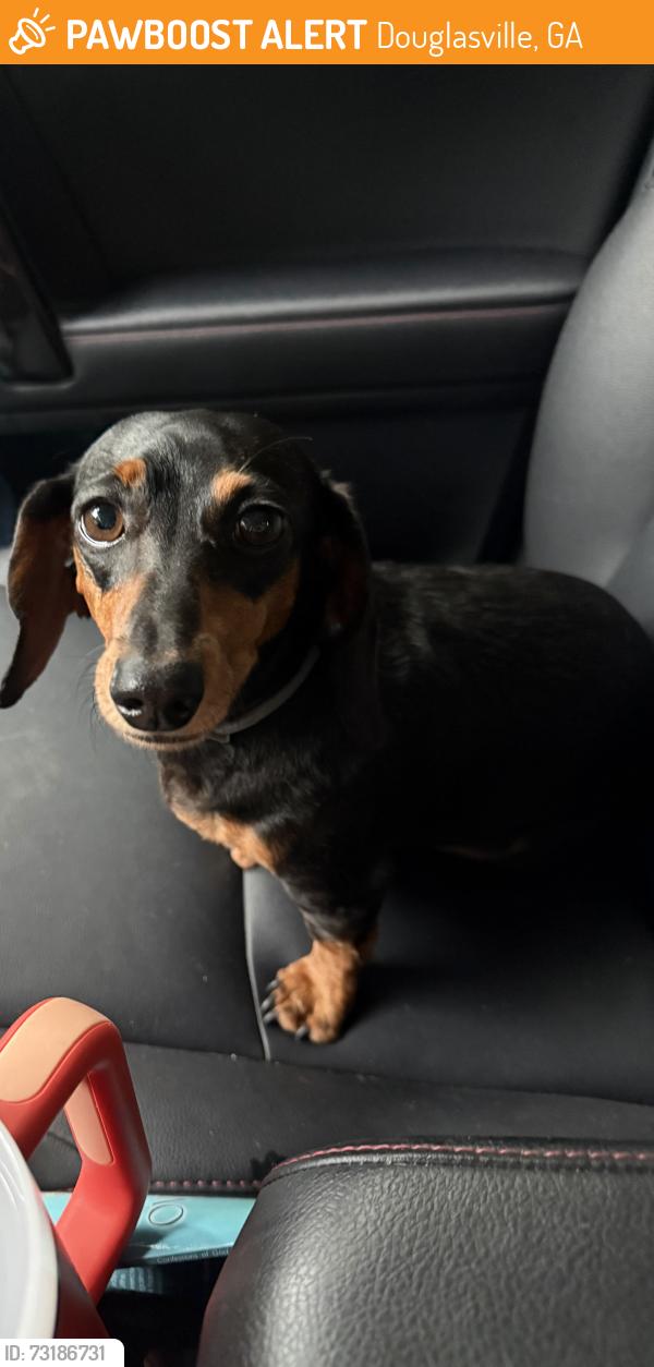 Found/Stray Female Dog last seen N Walton Store Rd, Douglasville, GA 30134
