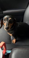 Found/Stray Female Dog last seen N Walton Store Rd, Douglasville, GA 30134