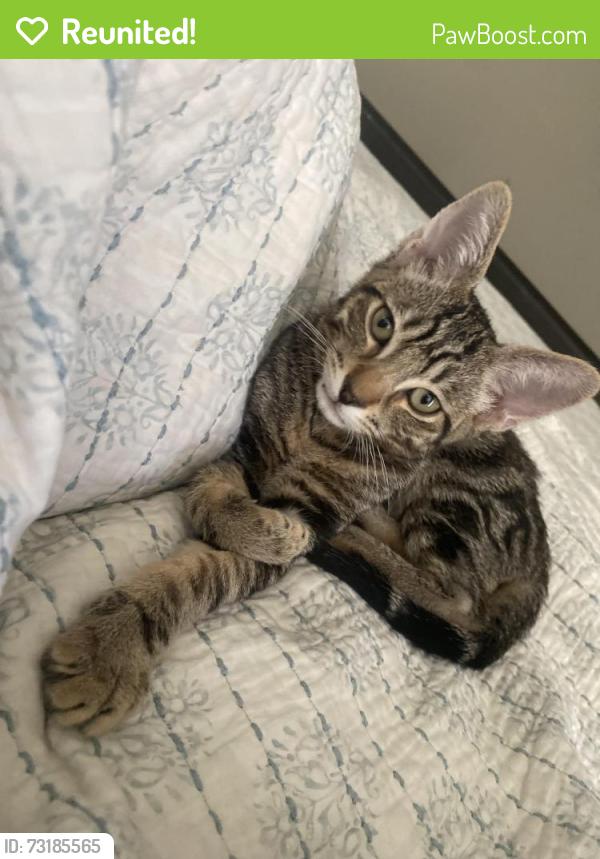 Reunited Male Cat last seen The Willows, Henderson, NV 89011