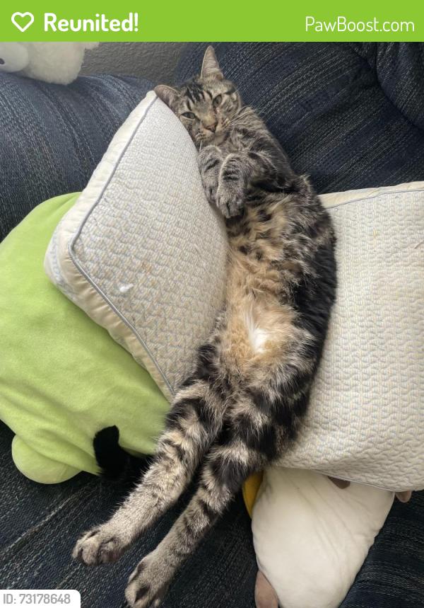Reunited Male Cat last seen School, Fayetteville, AR 72701