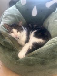 Lost Male Cat last seen N8840 Noe rd, Menasha, wi, Menasha, WI 54952