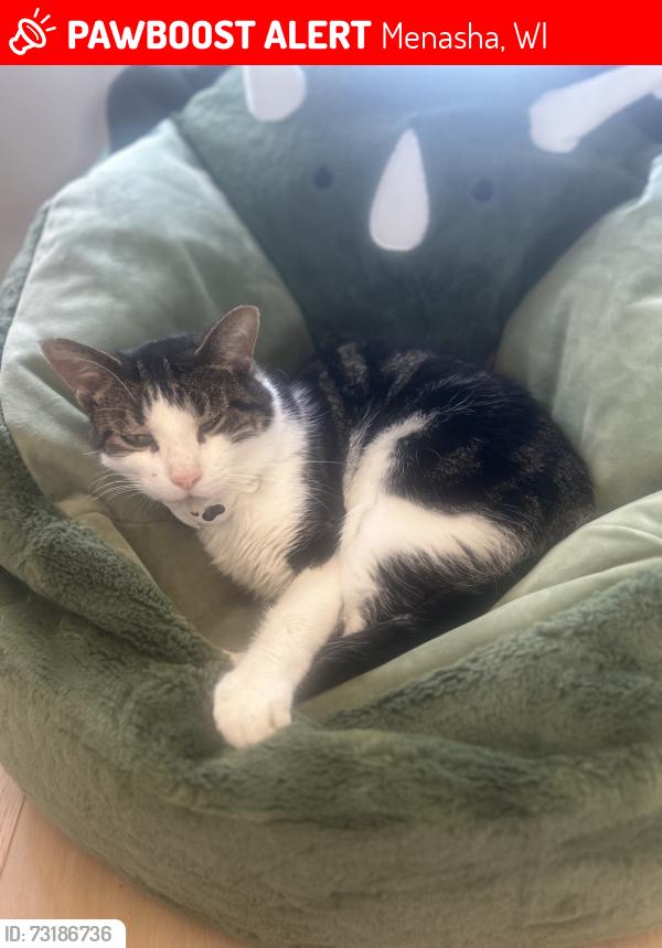 Lost Male Cat last seen N8840 Noe rd, Menasha, wi, Menasha, WI 54952