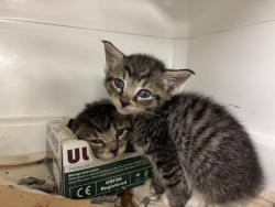 Shelter Stray Female Cat last seen 68-40 austin Street, FOREST HILLS, NY, 11375, 326 E 110th St, New York, NY 10029, USA