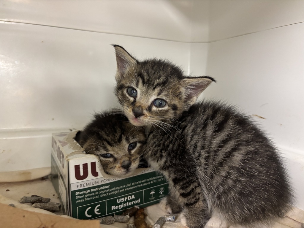 Shelter Stray Female Cat last seen 68-40 austin Street, FOREST HILLS, NY, 11375, 326 E 110th St, New York, NY 10029, USA