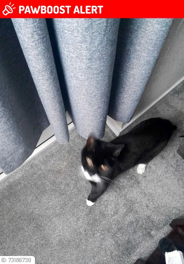 Lost Male Cat last seen Salvation army on goerge St atherton, Atherton, England M46 0DT