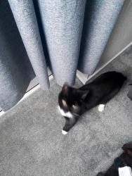 Lost Male Cat last seen Salvation army on goerge St atherton, Atherton, England M46 0DT
