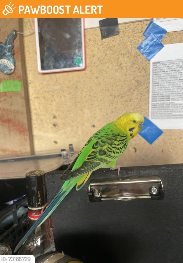 Found/Stray Unknown Bird last seen Franks Cafe Peckham, Greater London, England SE15 4ST