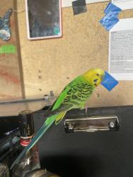 Found/Stray Unknown Bird last seen Franks Cafe Peckham, Greater London, England SE15 4ST