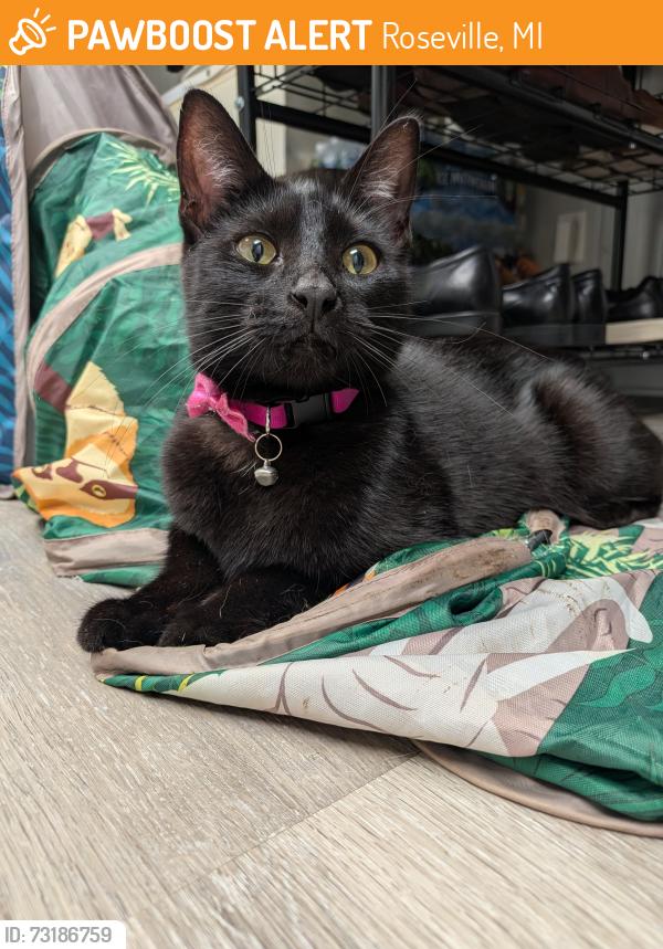 Found/Stray Female Cat last seen Chestnut and Belanger, Roseville, MI 48066