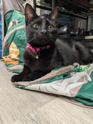 Found/Stray Female Cat last seen Chestnut and Belanger, Roseville, MI 48066