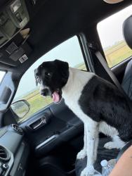 Reunited Female Dog last seen 12th Ave Rd, Nampa, ID, USA, Nampa, ID 83686