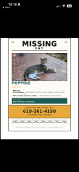 Lost Male Cat last seen Pacifica and San Anselmo, San Diego, CA 92117