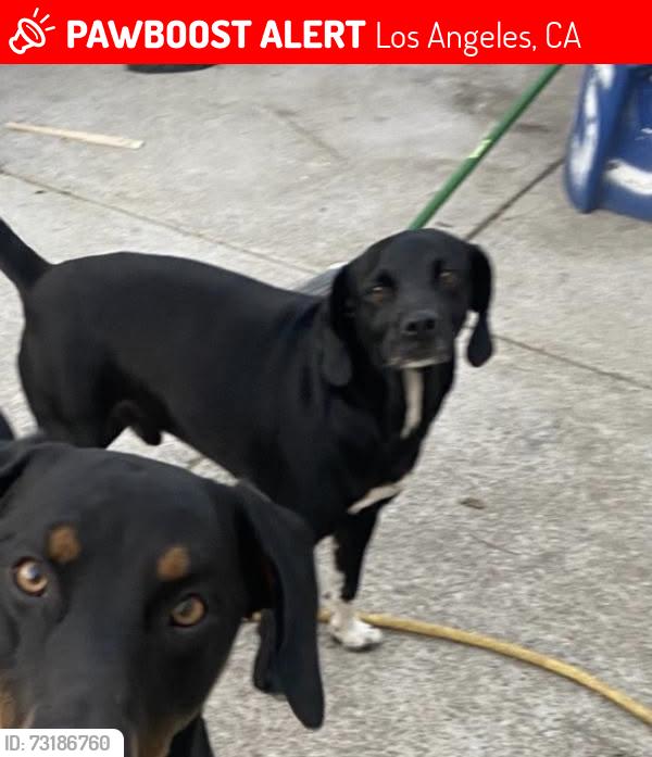 Lost Male Dog last seen Hoover and 109th, Los Angeles, CA 90044