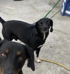 Lost Male Dog last seen Hoover and 109th, Los Angeles, CA 90044
