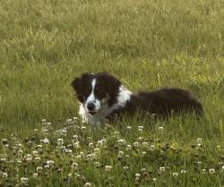 Lost Female Dog last seen Nw 142 and CR 231, Gainesville, FL 32609