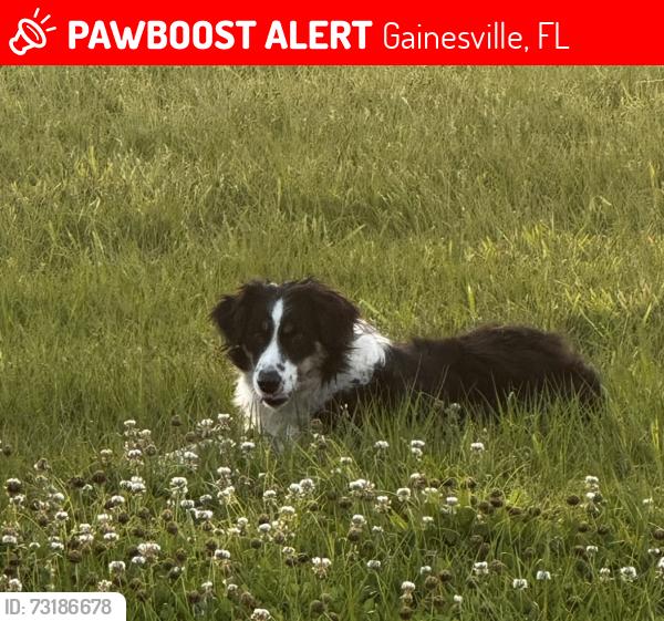 Lost Female Dog last seen Nw 142 and CR 231, Gainesville, FL 32609