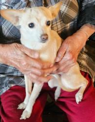 Reunited Female Dog last seen Patton Ave, Copperopolis Rd, Stockton, CA 95215