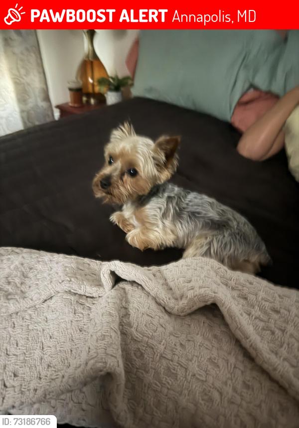 Lost Male Dog last seen Severn Avenue 5th St., Eastport elementary school, Annapolis, MD 21403