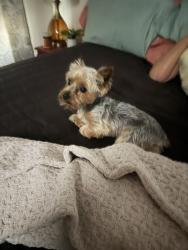 Lost Male Dog last seen Severn Avenue 5th St., Eastport elementary school, Annapolis, MD 21403