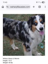 Reunited Female Dog last seen Hammock Moss Dr, Orlando, FL 32820