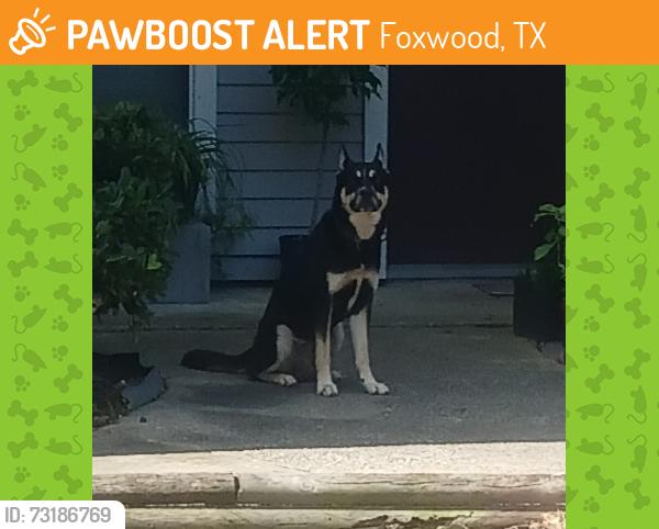 Found/Stray Male Dog last seen Near and foxwood forest blvd, Foxwood, TX 77338