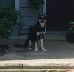 Found/Stray Male Dog last seen Near and foxwood forest blvd, Foxwood, TX 77338