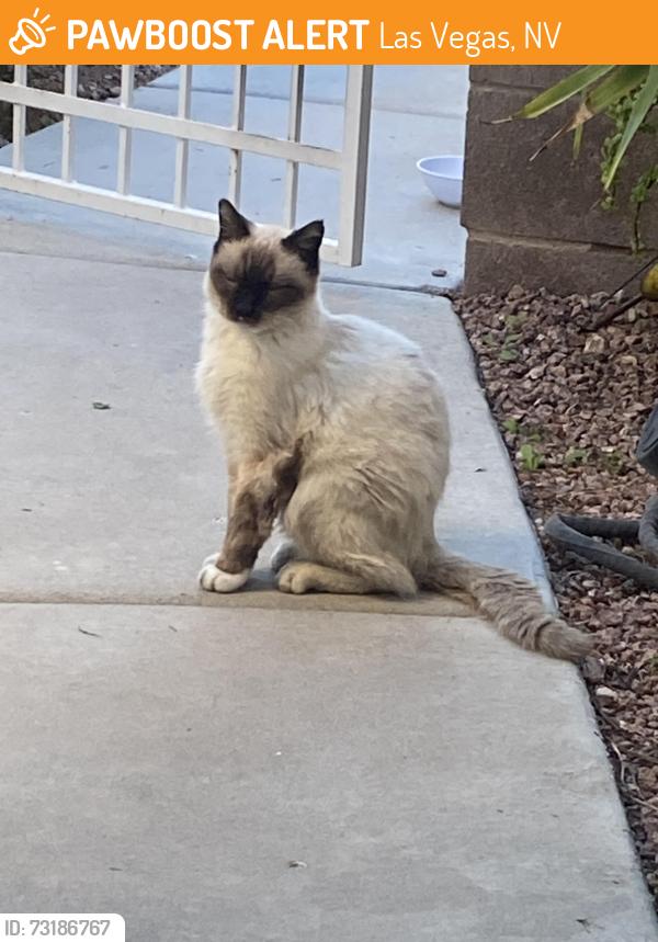 Found/Stray Unknown Cat last seen Buffalo and Russell, Las Vegas, NV 89113