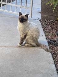 Found/Stray Unknown Cat last seen Buffalo and Russell, Las Vegas, NV 89113