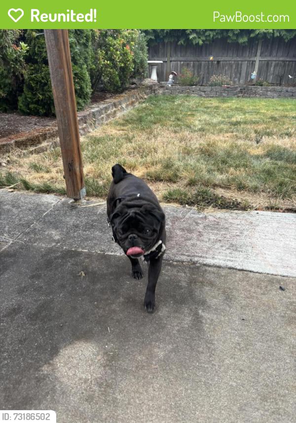 Reunited Male Dog last seen Fairview St in Springfield, Springfield, OR 97475